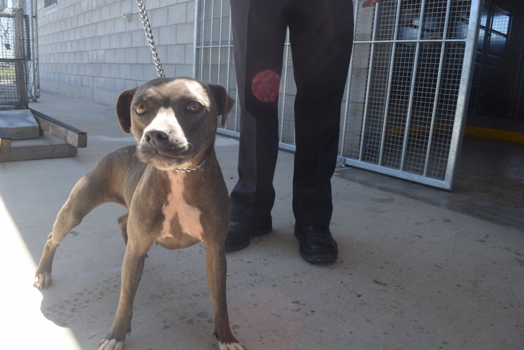 BLUEY 78 month old Female Blue Staffy cross. Very timid Buy Photos Online Morning Bulletin